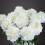Classic White Peony 2