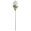 Classic White Peony 3