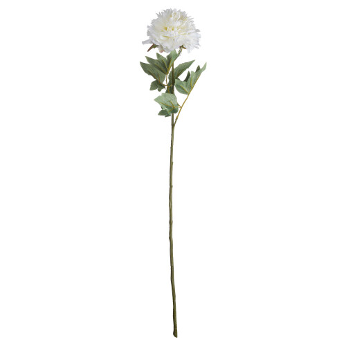 Classic White Peony 2