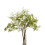 Italian White Bellflower 3