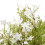 Italian White Bellflower 2