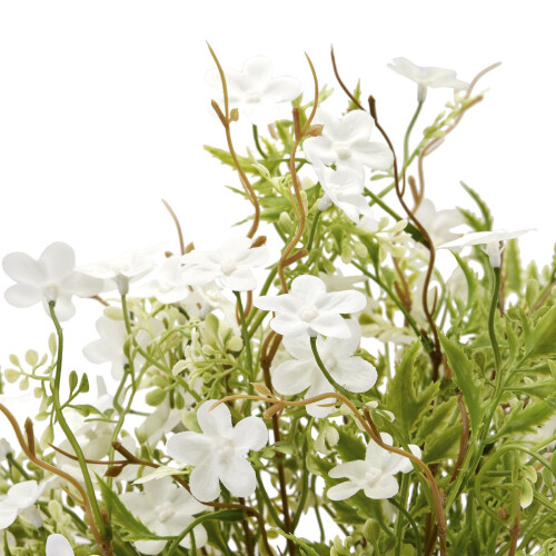 Italian White Bellflower 1