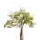 Italian White Bellflower 1