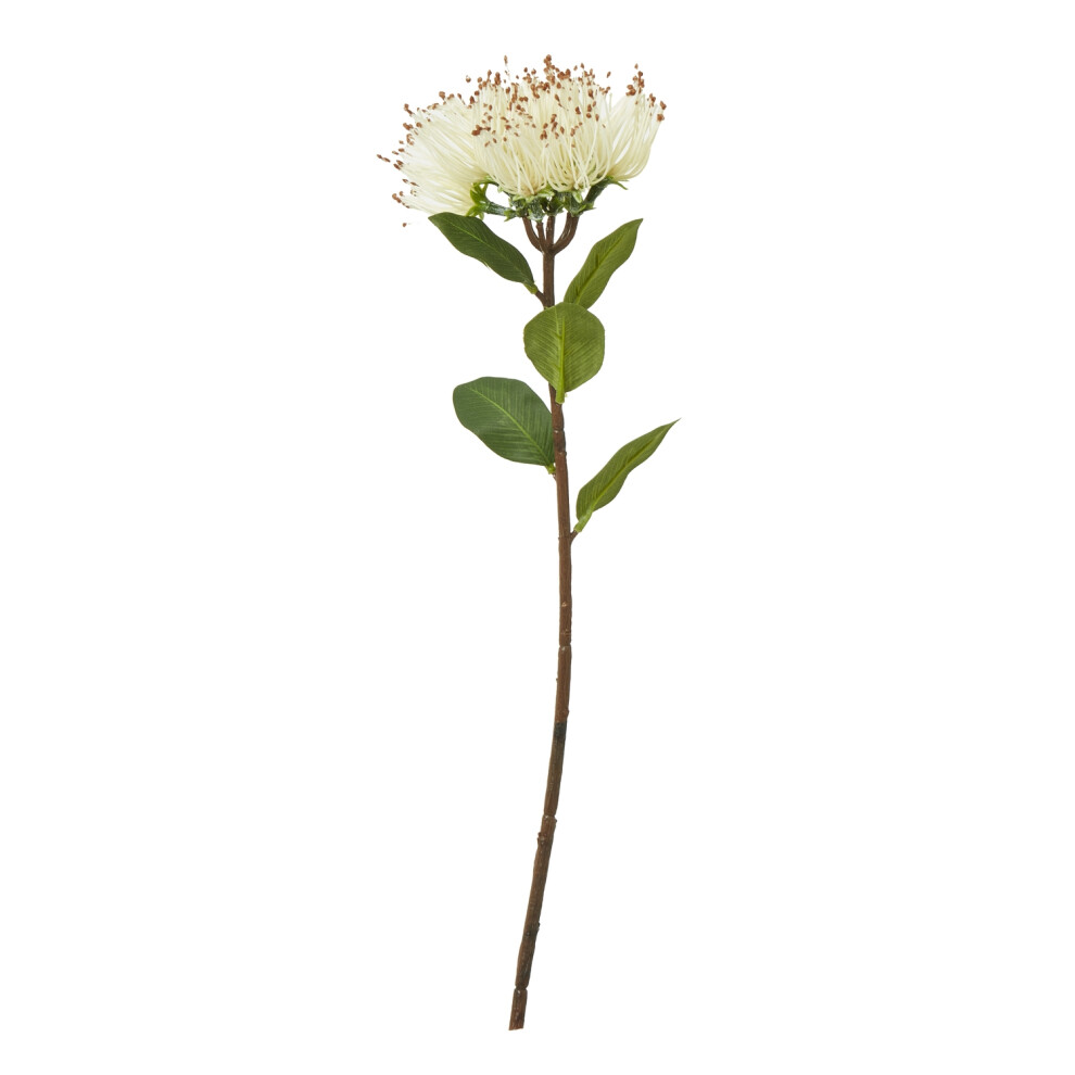 Hill Interiors Cream Protea Nitida Stem
