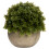Miniature Hebe Veronica In Pot 1