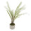 White Potted Boston Fern 1