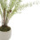 White Potted Boston Fern 2