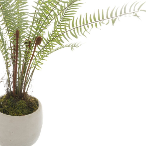 White Potted Boston Fern 1