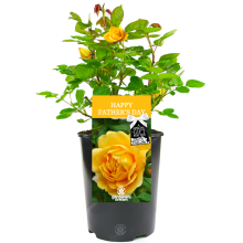 Happy Father's Day Rose - Live Golden-Yellow Rose Bush Plant - Gift for Dad with Personalised Card