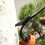 Tree Climbing Spikes, Portable Pole Climbing Spurs, Anti-rust Tree Climbing Tool For Climbers, Logging, Hunting Observation, Fruit Picking 4