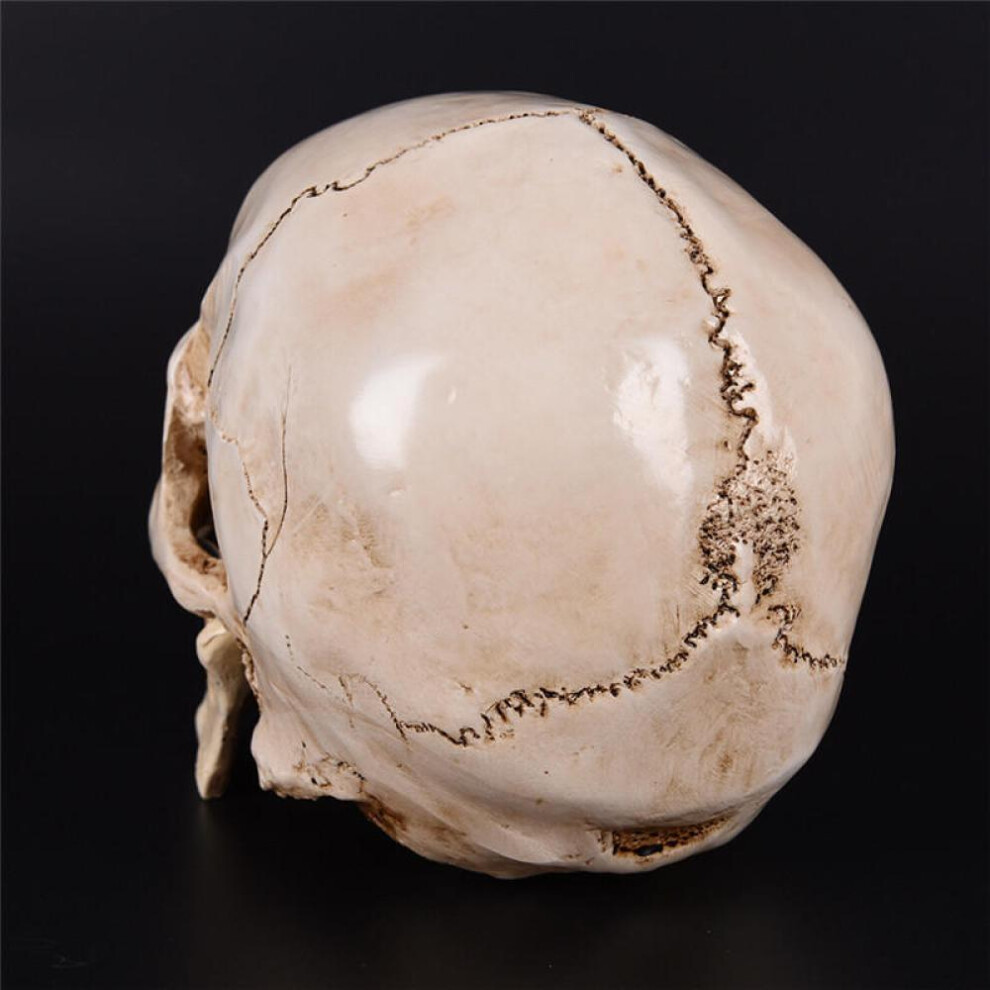 Human Skull Replica Resin Model Anatomy Medicine Life-size Skeleton