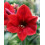 AMARYLLIS Red Lion. Large 36-38cm Bulb. 2