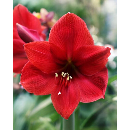 AMARYLLIS Red Lion. Large 36-38cm Bulb. 1