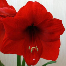 AMARYLLIS Red Lion. Large 36-38cm Bulb.