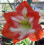 Amaryllis Minerva. 36-38cm Bulbs. Red and white. 2
