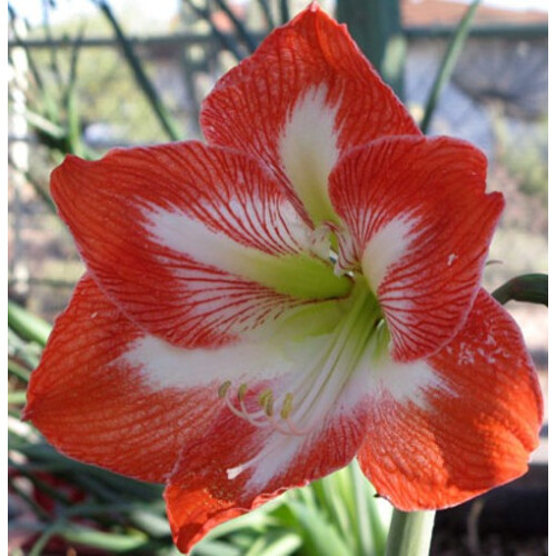 Amaryllis Minerva. 36-38cm Bulbs. Red and white. 1