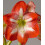 Amaryllis Minerva. 36-38cm Bulbs. Red and white. 1