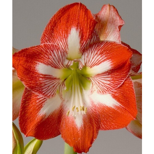 Amaryllis Minerva. 36-38cm Bulbs. Red and white.