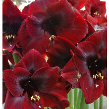 AMARYLLIS Royal Velvet. Huge 42-44 Bulbs.