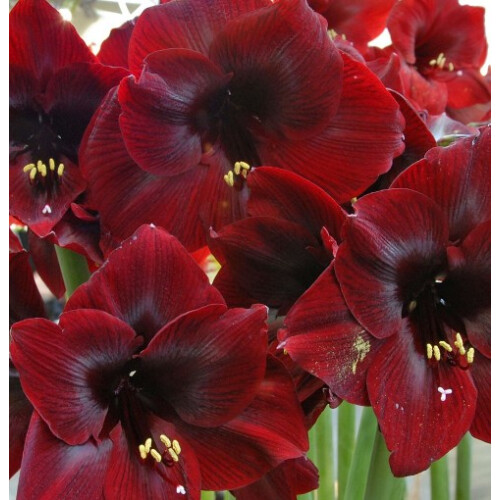 AMARYLLIS Royal Velvet. Huge 42-44 Bulbs.