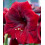 AMARYLLIS Royal Velvet. Huge 42-44 Bulbs. 2