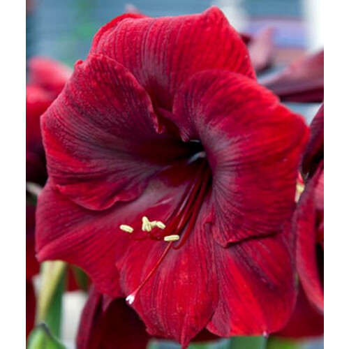 AMARYLLIS Royal Velvet. Huge 42-44 Bulbs. 1