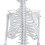 45 Cm Modello Scheletrico Anatomico Umano Aiuto all'Apprendimento 6