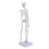 45 Cm Modello Scheletrico Anatomico Umano Aiuto all'Apprendimento 4