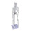 45 Cm Modello Scheletrico Anatomico Umano Aiuto all'Apprendimento 2