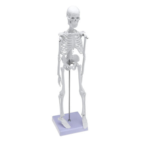 45 Cm Modello Scheletrico Anatomico Umano Aiuto all'Apprendimento 1