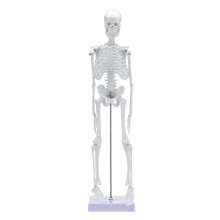 45 cm Menselijk Anatomisch Skelet Leerhulpmiddel Menselijk Skeletmodel