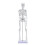 45 Cm Modello Scheletrico Anatomico Umano Aiuto all'Apprendimento 1
