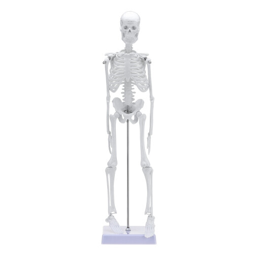 45 Cm Modello Scheletrico Anatomico Umano Aiuto all'Apprendimento
