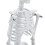45 Cm Modello Scheletrico Anatomico Umano Aiuto all'Apprendimento 7