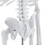 45 Cm Modello Scheletrico Anatomico Umano Aiuto all'Apprendimento 9