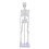 45 Cm Modello Scheletrico Anatomico Umano Aiuto all'Apprendimento 3