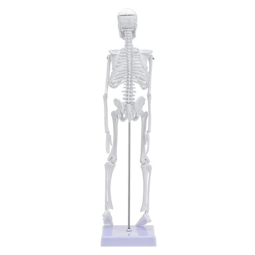 45 Cm Modello Scheletrico Anatomico Umano Aiuto all'Apprendimento 2
