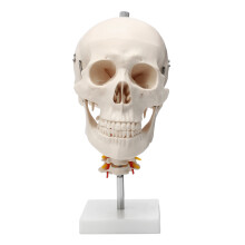 Levensgrote menselijke volwassen schedelmodel cervicale wervelkolom skeletmodel anatomisch medisch model