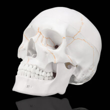 Levensgrote menselijke anatomische anatomie hoofd skelet schedel onderwijs medisch model precies