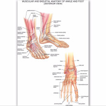 Spier - skelet enkel poster zijden doek kaart menselijke anatomie educatieve wanddecoratie