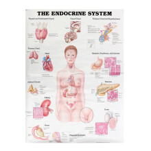 60x80cm Het Endocriene Systeem Poster Anatomische Kaart Vrouwelijk Lichaam Educatief Medisch