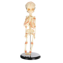36 cm Menselijke Baby Fetus Skelet Specimen Halloween Requisite Horror Sideshow Freak Medisch Model