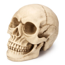 1: 1 Levensgrote Hars Replica Menselijk Schedel Medisch Model Educatief Onderwijs Hoofd Anatomie