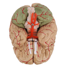 Levensgroot Menselijk Hersenmodel met Arteriën Medisch Anatomisch Cerebraal Model Basis Wetenschappelijk Onderwijs 8 Onderdelen