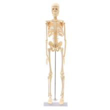 Mini Afneembaar Menselijk Skelet Botmodel Verwijderbare Armen Benen met Metalen Stand Anatomisch Medisch Model