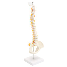 Wervelkolom Anatomisch Model Met Bekken Femurkoppen 1/2 Levensgroot Laboratoriumapparatuur Gedetailleerde Menselijke Mal