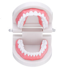 1: 1 Menselijk Tandheelkundig Model Tanden Open Sluiten Model Gums Zichtbaar Anatomische Demonstratie Tanden Poetsen Flossen Onderwijs Medisch Mod