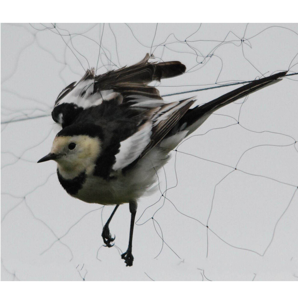 15x5m Anti Bird Mesh Mist Net 20mm Hole Orchard Protect Prevent Sparrow