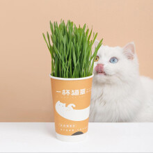 FURRYTAIL Een Kopje Kattengras Voor Haarbalzaadjes