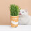 FURRYTAIL Een Kopje Kattengras Voor Haarbalzaadjes 1